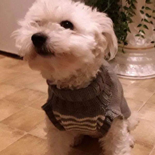 Dog Jumpers